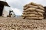 Côte d’Ivoire : le kilogramme de coton graine reviendra à 300 FCFA en 2019/2020