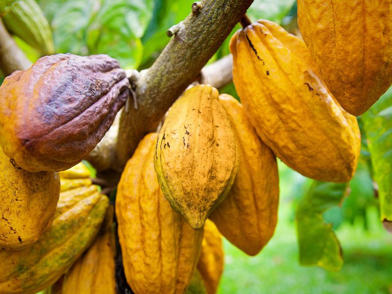 Cacao : Le Ghana et la Côte d’Ivoire arrêteront les ventes de cacao pour la saison 2020/2021
