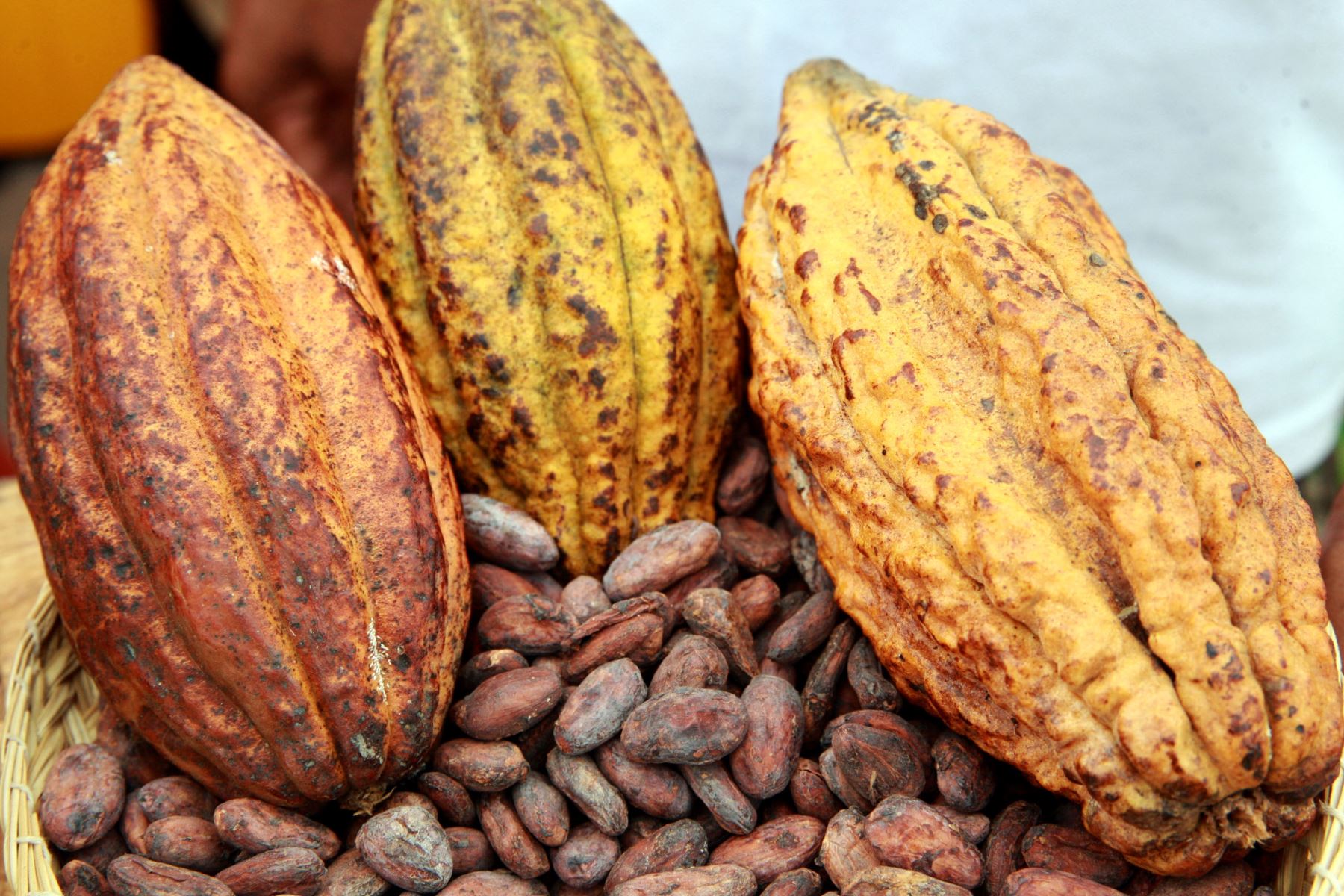 Cacao : Les cours mondiaux pourraient s'améliorer, d'ici la fin de l'année