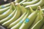 Les producteurs de banane des pays ACP pourraient être confrontés à une concurrence rude sur le marché européen et à laquelle ils ne sont pas forcément préparés