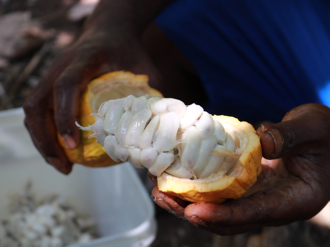 Cacao : La Côte d’Ivoire et le Ghana signent les premiers contrats entérinant le différentiel de revenu décent
