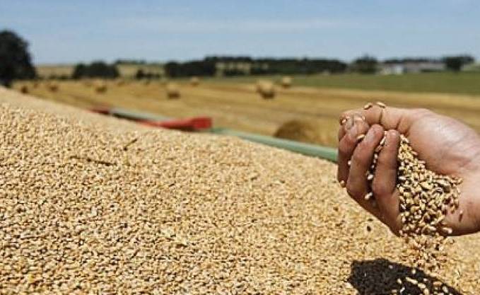 Céréales : la production mondiale atteindra 2,7 milliards de tonnes fin 2019, un record (FAO)