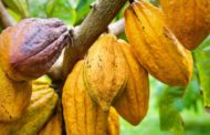 Matière première : La demande en cacao pourrait chuter en raison du différentiel de revenu décent