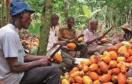Campagne cacaoyère 2021 -2022 : Le prix garanti aux producteurs pourrait baisser